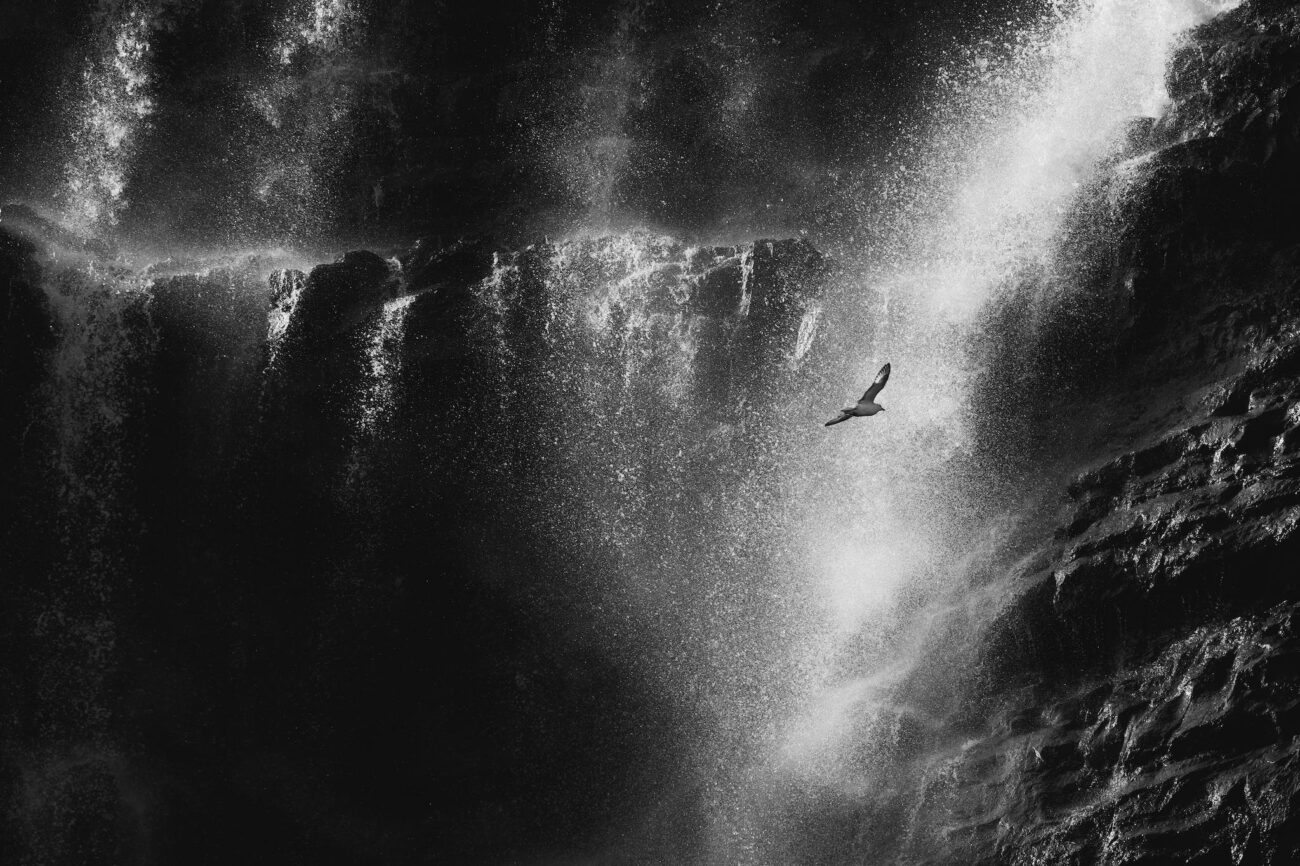 Bird in Flight against Waterfall